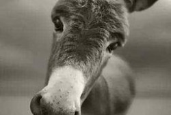 二驴和陈舒克最新爆料