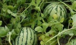 助力瓜农免费吃瓜,免费瓜香飘满城