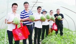 助力瓜农免费吃瓜,免费瓜香飘满城