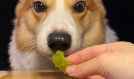 网红吃瓜狗子视频大全,萌宠界的欢乐盛宴