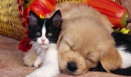 娱乐吃瓜酱狗帮猫,吃瓜酱狗帮猫的趣味故事