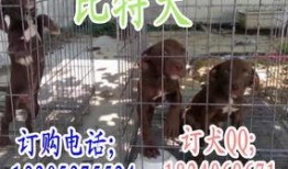 比特爆料视频大全集,揭秘热点事件背后的真相与内幕