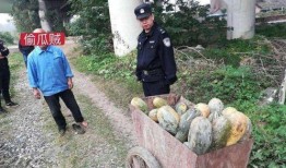 文县网红吃瓜事件最新,揭秘背后真相与网络舆论风暴