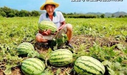 助力瓜农免费吃瓜,免费瓜香飘满城