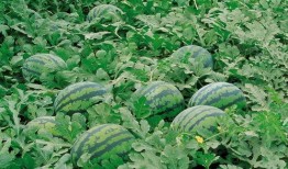 嘉禾望岗娱乐吃瓜地,揭秘网红聚集地的幕后故事