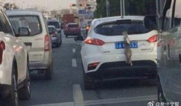 潮州挡车牌爆料视频,视频揭露惊人真相