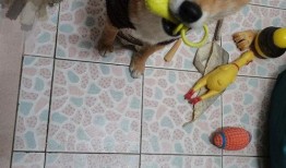 网红吃瓜狗子视频大全,萌宠界的欢乐盛宴