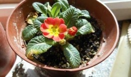 是谁爆料小春花的视频大全,是谁爆料引发全网热议？