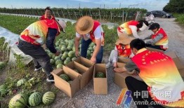 嘉禾望岗娱乐吃瓜地,揭秘网红聚集地的幕后故事