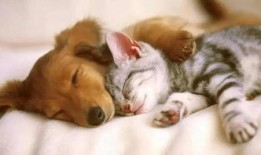 娱乐吃瓜酱狗帮猫,吃瓜酱狗帮猫的趣味故事