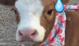 娱乐吃瓜酱猴,揭秘娱乐圈那些不为人知的幕后故事