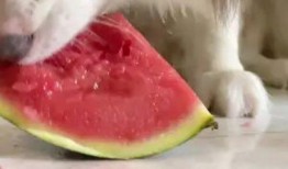 网红吃瓜狗子视频大全,萌宠界的欢乐盛宴