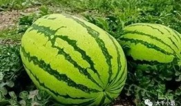 百万网红吃瓜有哪些平台,揭秘热门平台瓜田秘境